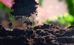 Digestato compostado